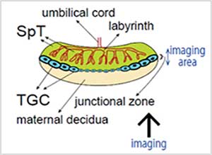 Figure 1: マウス胎盤（E10.5）内部の細胞の観察 概略図